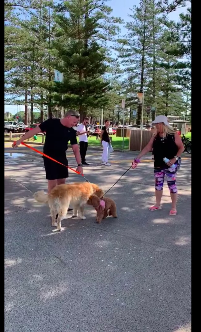 Another dog got Elsie up and going, but it didn't last very long. Photo: Nicola Booth.