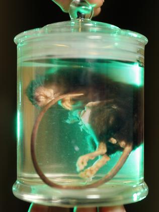 Museum Victoria Slender rat