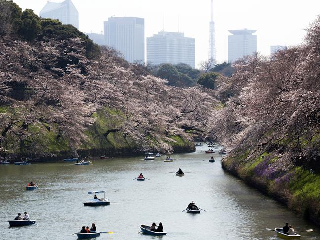 People ride row boats near cherry trees in bloom as the Tokyo Tower stands at the Chidorigafuchi moat on April 4, 2017 in Tokyo, Japan. Japan’s cherry blossom season is reaching its climax this week. The season officially kicked off on March 21, 2017, when the Japanese Meteorological Agency confirmed the flowers on a sample tree in the Yasukuni Shrine were in bloom in Tokyo. Picture: Getty Images