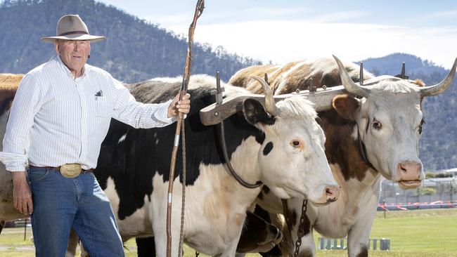 Brian Fish of Oatlands with his bullocks. PICTURE CHRIS KIDD