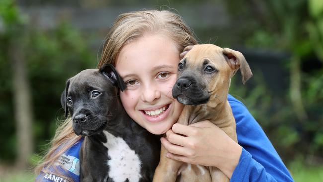 Kate Neville, 13, with 9-week-old Staffordshire x puppies Matilda and Ozzie. Picture: Tara Croser