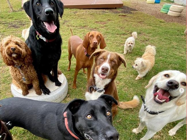 Doggy daycare fun at the Paradise Pet Retreat in Toowoomba. Picture: instagram.com/paradisepetretreat