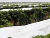 First-look: How farmers in Mildura can reduce waste