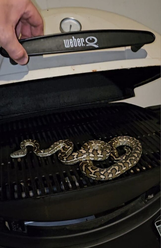 A carpet python on a Weber barbecue. Picture: Sunshine Coast Snake Catchers 24/7