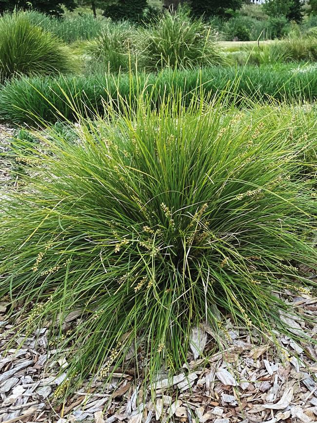 Lomandra ‘Evergreen Baby’