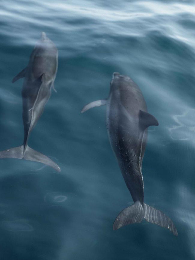 A local dolphin pod.