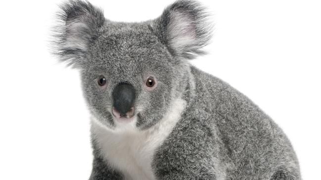 Koalas will be happy with this news.