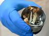 Magic mushrooms used in world-first Qld trial