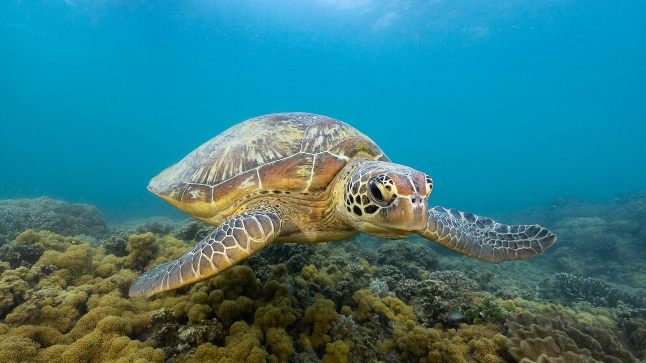 A Hawksbill sea turtle in the Great Barrier Reef. Picture: Supplied