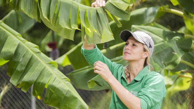 Project manager Samantha Forbes said the diverse crops could help cocoa farmers gain more secure, stable incomes. Photo: Supplied/Veronica Sagredo