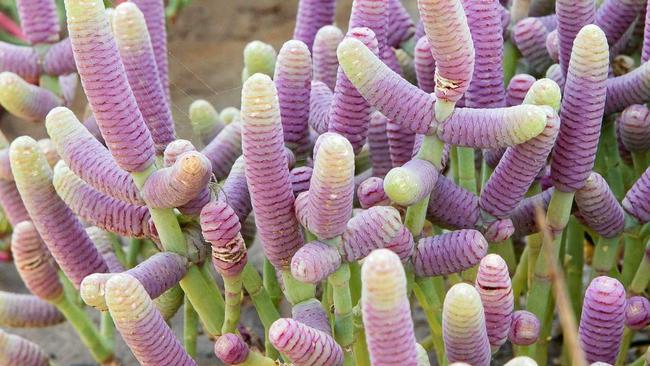 Grey samphire at Kinka wetlands. Picture: Kylie Jones