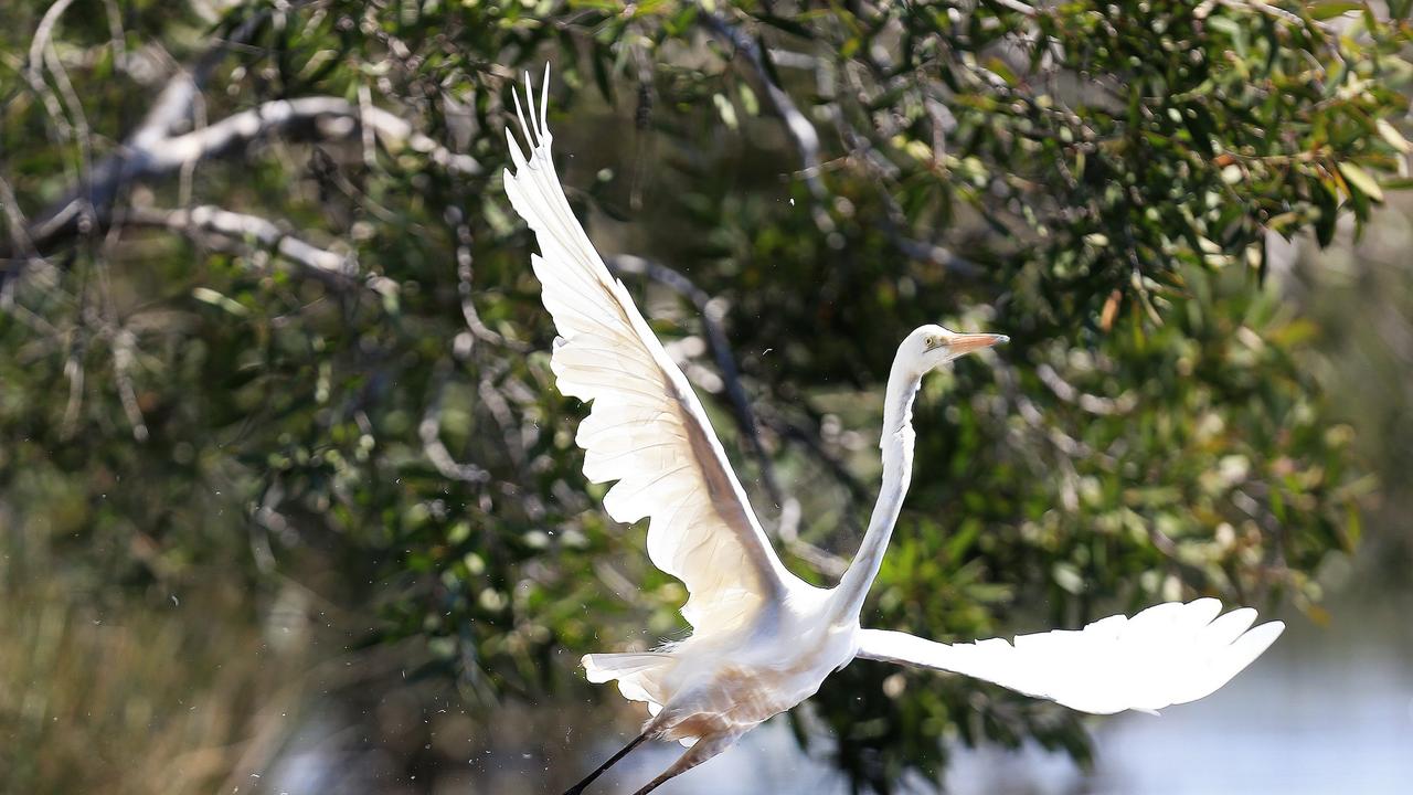 One of Australiaâ€™s most elegant birds, the snowy-white Eastern Great Egret is often seen wading in a range of wetlands, from lakes, rivers and swamps to estuaries, saltmarsh and intertidal mudflats. They usually feed in shallow water, standing and waiting for fish, frogs, insects and other small aquatic creatures to appear before stabbing them with its long, yellow bill. They also walk slowly through the water, on the lookout for prey.