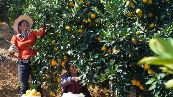 Oranges being picked in Xunwu County, Jiangxi Province, where Dongfang sources its fruit from. Picture: www.bjreview.com