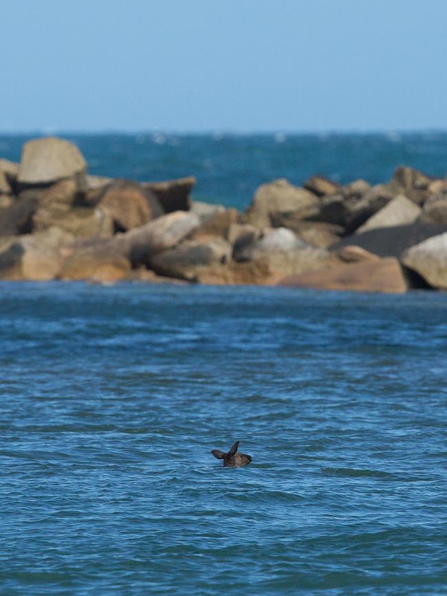 The stricken kangaroo at Horseshoe Bay off Port Elliot. Picture: Stephen Muller