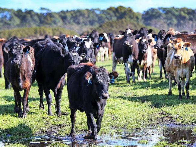 Rushy Lagoon, Red Hills and East Wyambie, owned by Alan Pye (New Zealand). Picture: Supplied