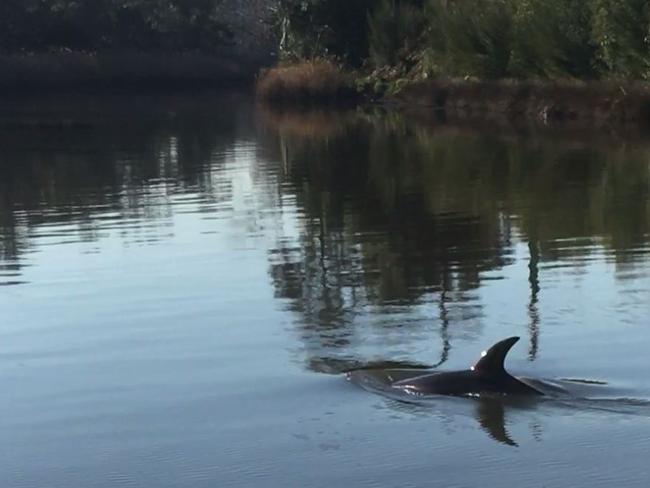 A dolphin surfacing in the Yarra River this morning.