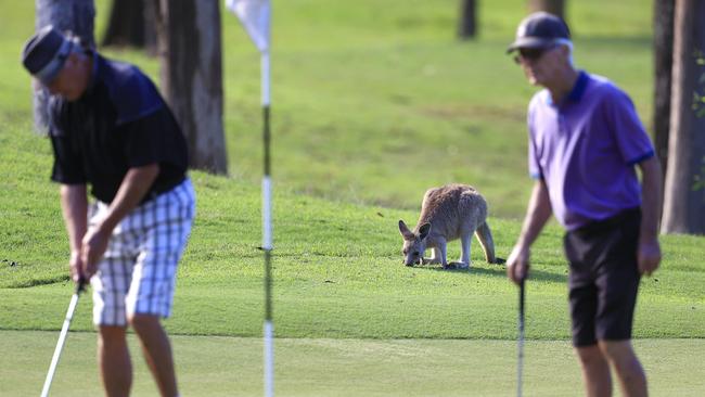 A kangaroo approaches two golfers at Arundel Hills Country Club. Picture: Adam Head