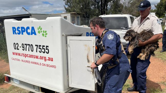 The investigation is ongoing. Picture: RSPCA NSW