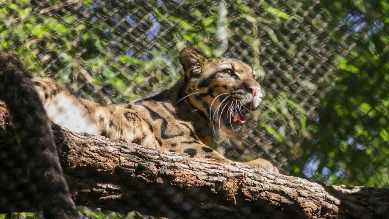 A clouded leopard escaped Dallas Zoo after its fence was cut. Picture: Twitter