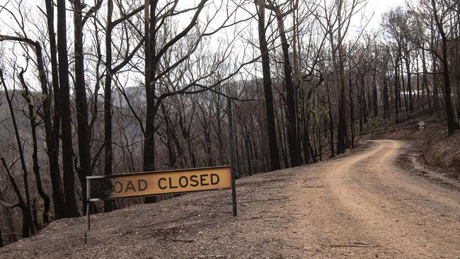 Currowan State Forest. Picture: Nic Walker