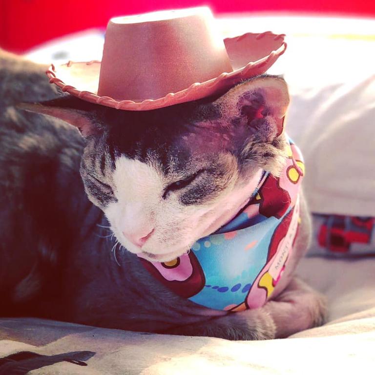 Hey howdy hey. My name is Sherrif Pinky. Picture: Kristy Holter. Coolest Cat photo competition. Quest Community News and Courier Mail