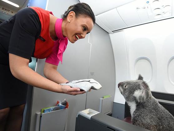 Koalas have often received first-class treatment in airline promotionals.