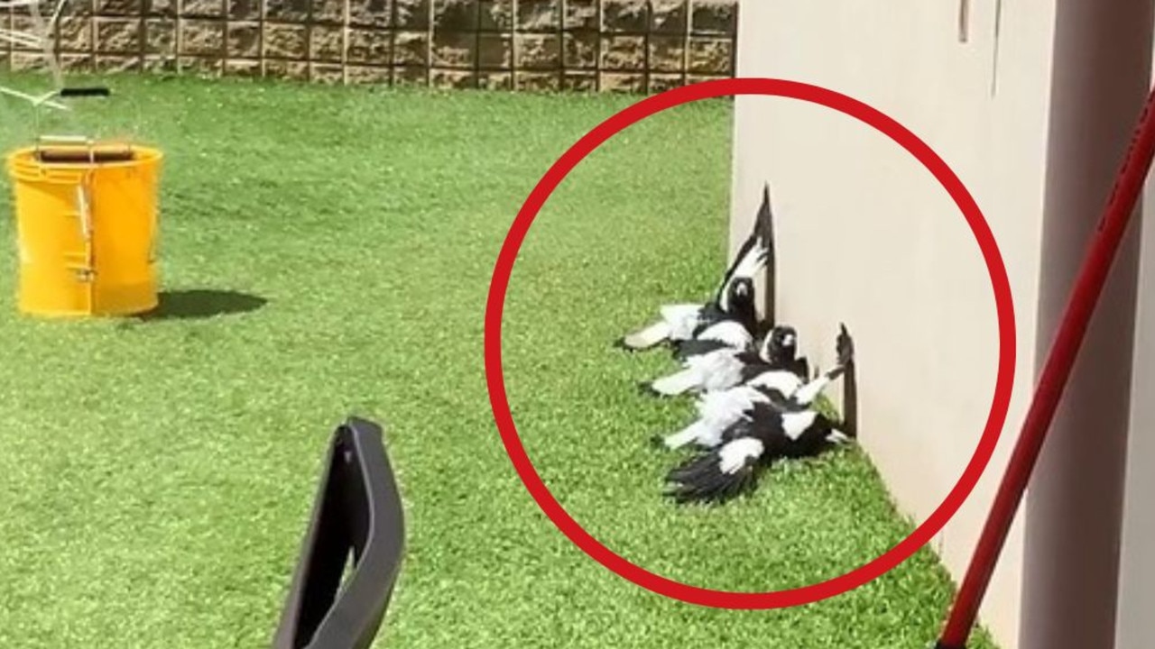 A video of magpies sunbathing has confused Australians. Picture: Reddit / u/Ten_tonne_tank