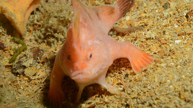 A pink handfish on the wreck of the SS Tasman, which lies in 70m of water off Fortescue Bay on the Tasman Peninsula.