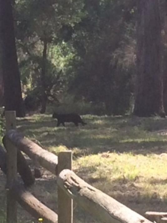 Mystery ‘big cats’ have been spotted throughout Australia, including this one at Ferny Creek.