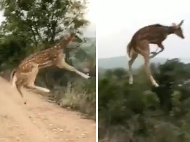 This deer is going viral for flipping a big “buck you” to physics after it was filmed leaping to an insane height while crossing a road in India.
