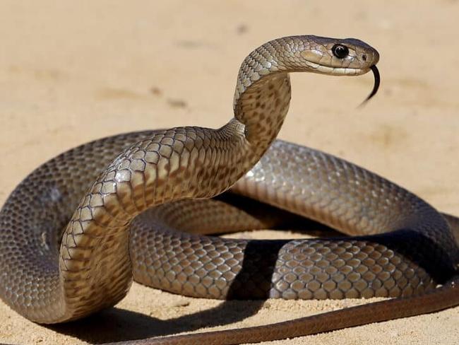 A teenage boy has been rushed to hospital after being bitten by a snake at Shepparton Christian College.