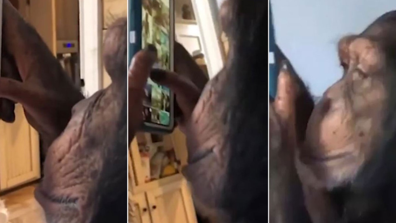 The ape using Instagram certainly fished a lot of likes today. Picture: Reddit