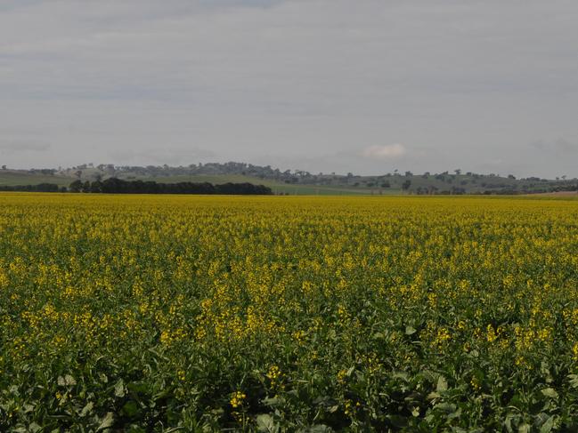 Canola crops in flower between Junee and Wagga Wagga, in 2012. Picture: Wagstaff James