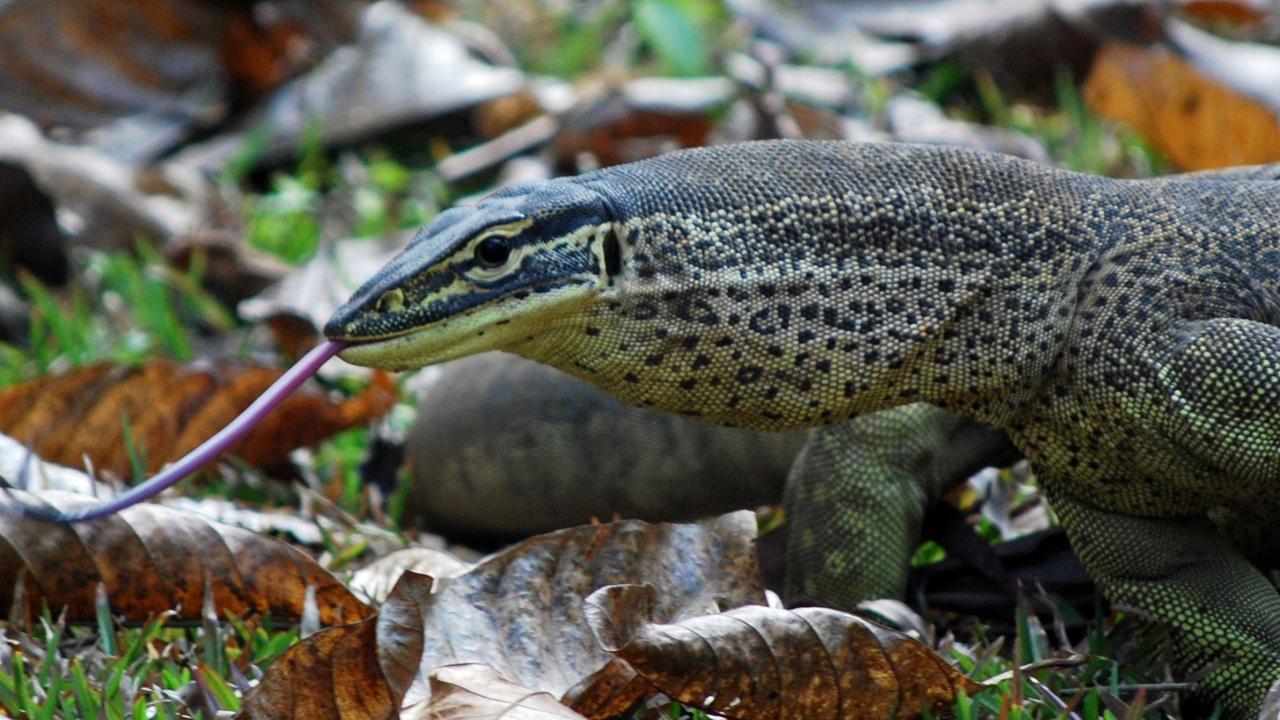 Toogoolawah goanna attack leaves two men in hospital | The Courier Mail