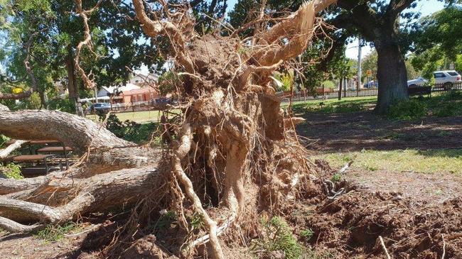 The storm destroys jacaranda tree at Hambeldon Cottage.