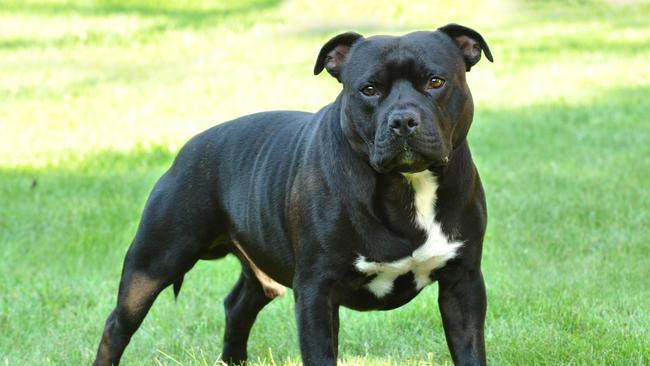 Jamie Alford’s American Staffordshire Terrier (similar to the one shown here) was seized for destruction at the RSPCA in March.