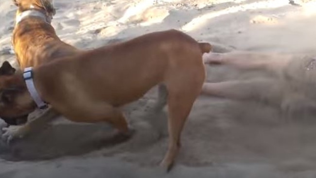 Dog gets revenge on owner by burying her in sand | Video  —  Australia's leading news site