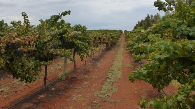 Duxton is one of Australia’s largest wine companies.