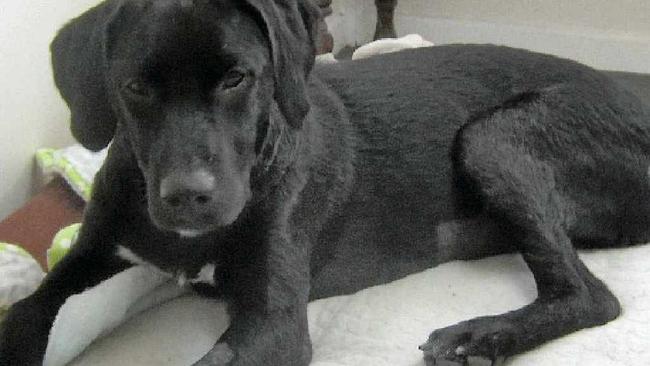 RECOVERING: Black labrador-cross Chaise is gradually recovering after she came close to dying of neglect. INSET: Chaise just after she was seized. Picture: CONTRIBUTED