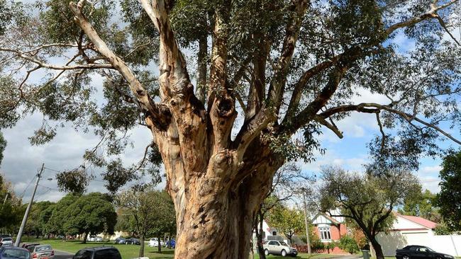 A generic photo of a sweetgum tree.