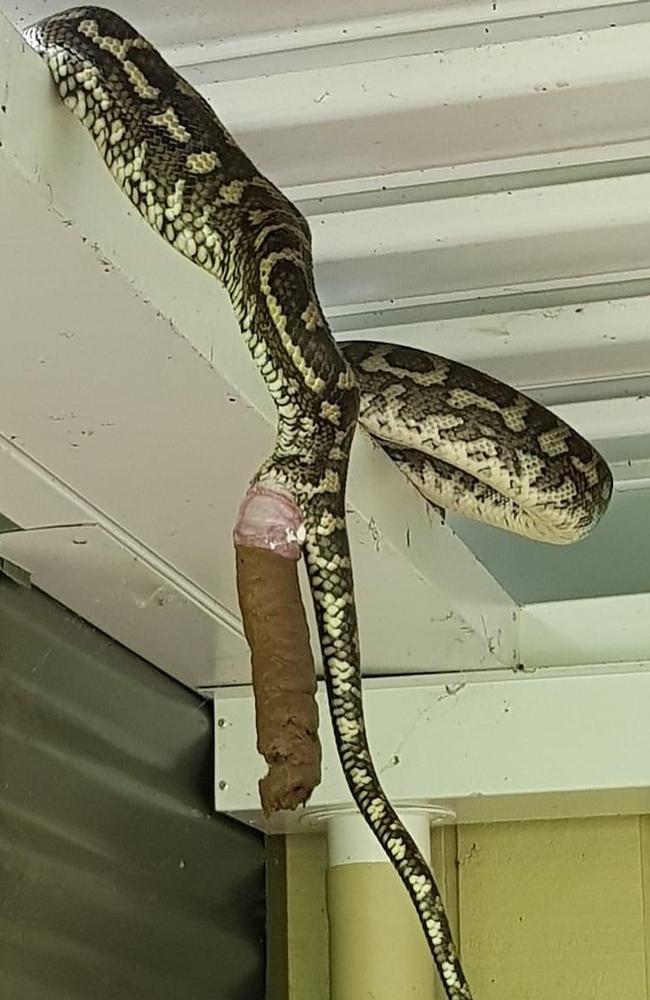 Sunshine Coast Snake Catchers release shocking photo of python pooping ...