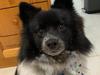 Further distress over council decision on dog attack
