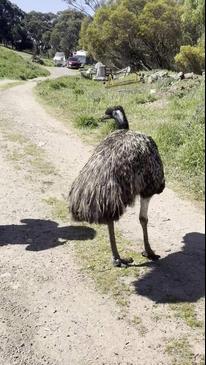 Who is Emily the emu?