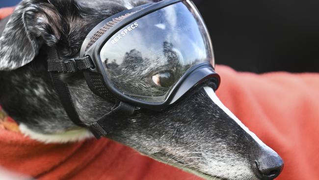 The NSW government has launched an inquiry into the state’s greyhound racing industry. Picture: NewsWire / Martin Ollman