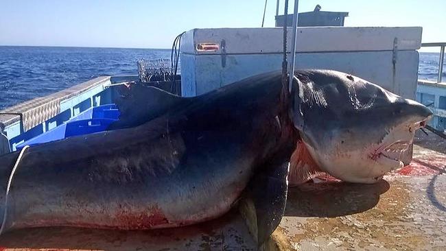 Monster shark Lennox Head: Fishing vessel lands 6m beast