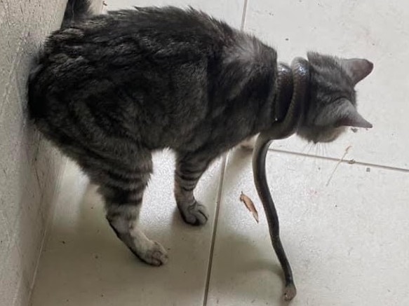 The cat was found with the deadly brown snake tightly coiled around its neck. Thankfully the cat was not harmed. Picture: Rebecca Daynes.