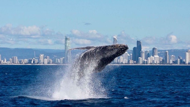 Whale season has begun. Photo from Whales in Paradise.