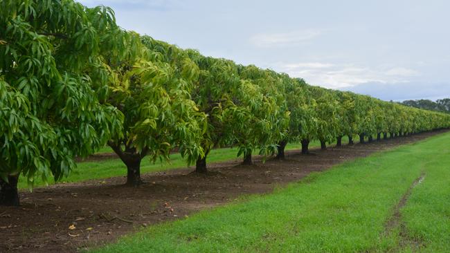 Tablelands fruit growers have been crying out for labour to help pick fruit and maintain farms. Picture: Bronwyn Farr.