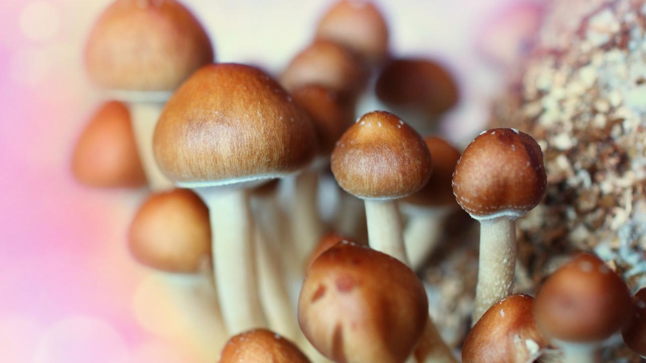 A man has been charged with possession of 200 tubs of magic mushrooms. Picture: Supplied