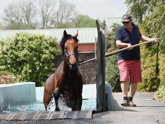 Freedman takes Melbourne Cup hopeful Our Ivanhowe for a swim at Flemington. Picture: Getty Images